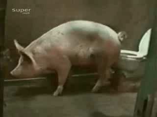Воспитанная  свинья