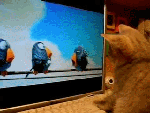Кот прикольно ловит птичек по телевизору